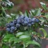 Alpha Evergreen Huckleberry -Orchard Sprout 153933053859725327