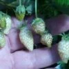 White Soul Alpine Strawberry -Orchard Sprout 270278300