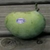 Allegheny® Paw Paw -Orchard Sprout 2703