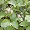 White Solemacher Alpine Strawberry -Orchard Sprout 360496280