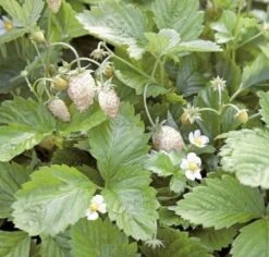 White Solemacher Alpine Strawberry
