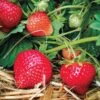 Eclair Strawberry 1 Eclair Strawberry -Orchard Sprout 39621 PK 20