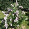 Belle De Nancy Lilac -Orchard Sprout 515px Syringa vulgaris Belle de Nancy 2018 05 04 0369