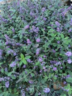 Best Seller -Orchard Sprout 55E266CF D817 45A1 85DD 473776036DA4