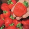 Ft. Laramie Strawberry 2 Ft. Laramie Strawberry -Orchard Sprout 7515
