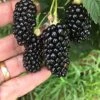 Big Daddy Blackberry -Orchard Sprout 81NeUsjhclS. AC SX679
