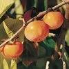 Prairie Dawn ™ American Persimmon -Orchard Sprout American Persimmon