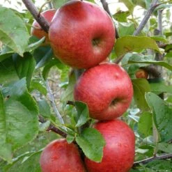 Unbeatable Urban Apple Bundle (3 Trees) 7 Unbeatable Urban Apple Bundle (3 Trees) -Orchard Sprout AppleRedWindsor