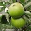 Granny Smith Apple -Orchard Sprout Apple Malus GrannySmith fruit 1024x1024 c3d3f268 e660 408a 8cb9 a236746f0837