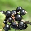 Laxton's Giant Black Currant -Orchard Sprout CoronetBlackCurrant 5d1ebfaf 77b6 4c9e 83d2 5aabad5748ce
