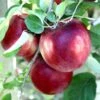 Cosmic Crisp And Spartan Apple Bundle (3 Trees) 1 Cosmic Crisp And Spartan Apple Bundle (3 Trees) -Orchard Sprout Cosmic Crisp 1b0ccb4f c5d4 4575 88f7 c06c1e505ab7