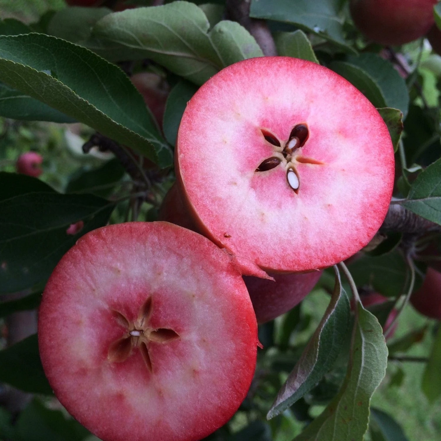 Unbeatable Urban Apple Bundle (3 Trees) 4 Unbeatable Urban Apple Bundle (3 Trees) - Image 2