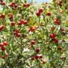 Red Azarole Hawthorn