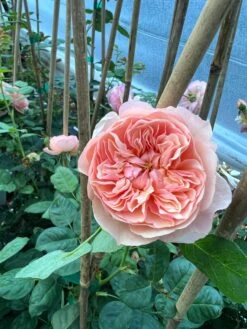 FLAVORETTE™ Honey-Apricot Rose 8 FLAVORETTE™ Honey-Apricot Rose -Orchard Sprout D523EFDA 5A0E 479B 842A 2757DCD6376E