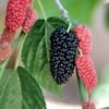 Black Beauty Fruiting Mulberry -Orchard Sprout Gold Mop Cypress 1