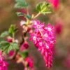 King Edward VII Flowering Currant -Orchard Sprout KingEdwardVIIRibes