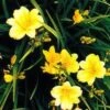 Stella D'Oro Day Lily -Orchard Sprout L700 gigapixel standard scale 6 00x b41b238d a08a 476a b75e 48545af85141