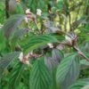 Dawn Viburnum -Orchard Sprout M081 gigapixel standard scale 6 00x 886f0d28 ab38 42b3 87a6 6bc00b3e75b5