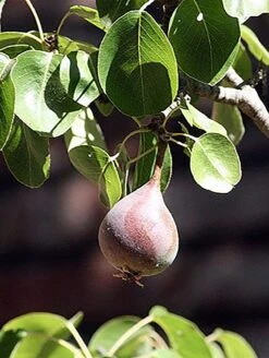 Moonglow Pear 7 Moonglow Pear -Orchard Sprout MoonGlow Pyrus communis leaffruit Jean ccby20