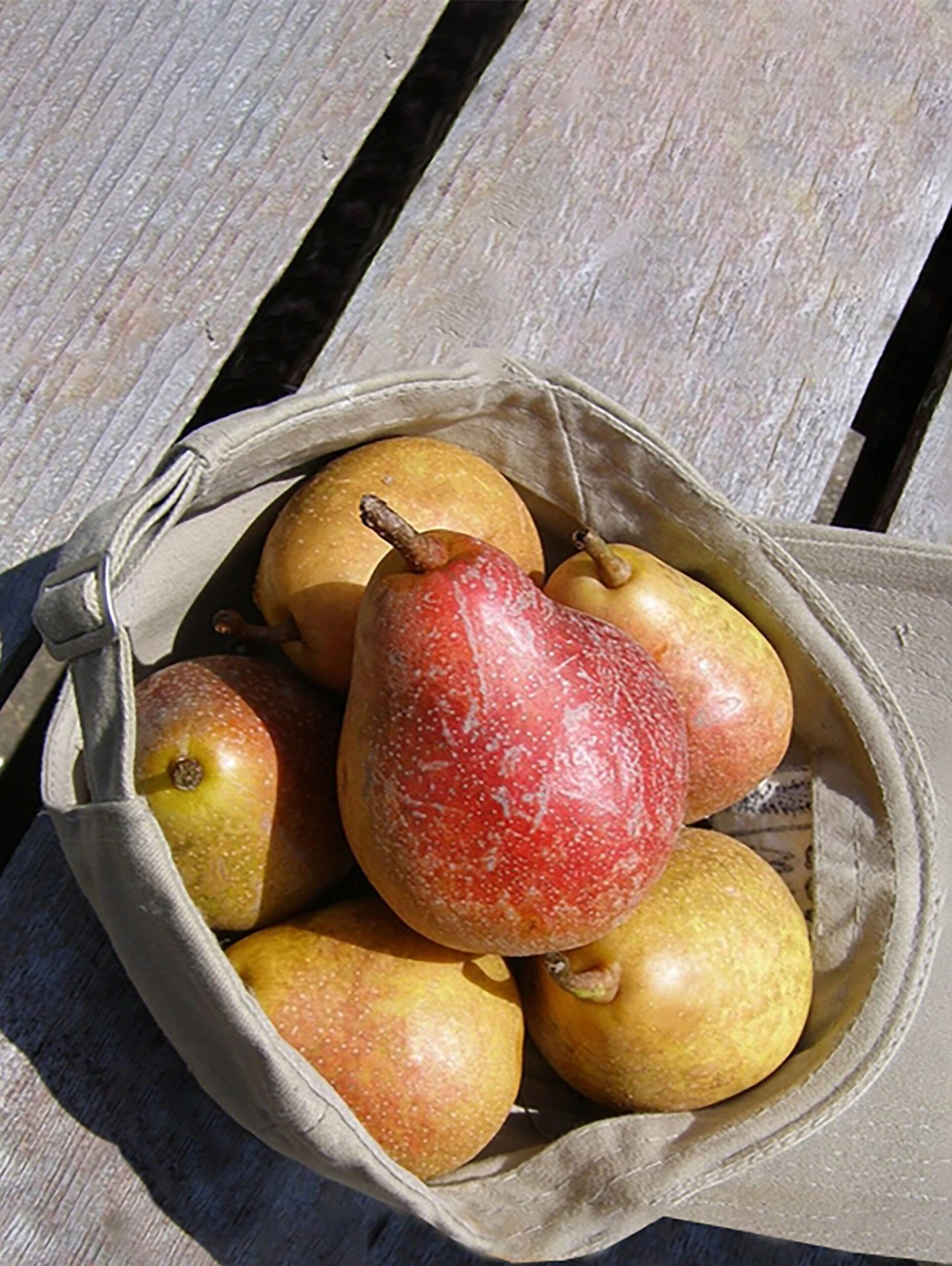 Moonglow Pear 3 Moonglow Pear