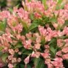 Alpha Peach Kisses™ Weigela -Orchard Sprout PeachKissesWeigela