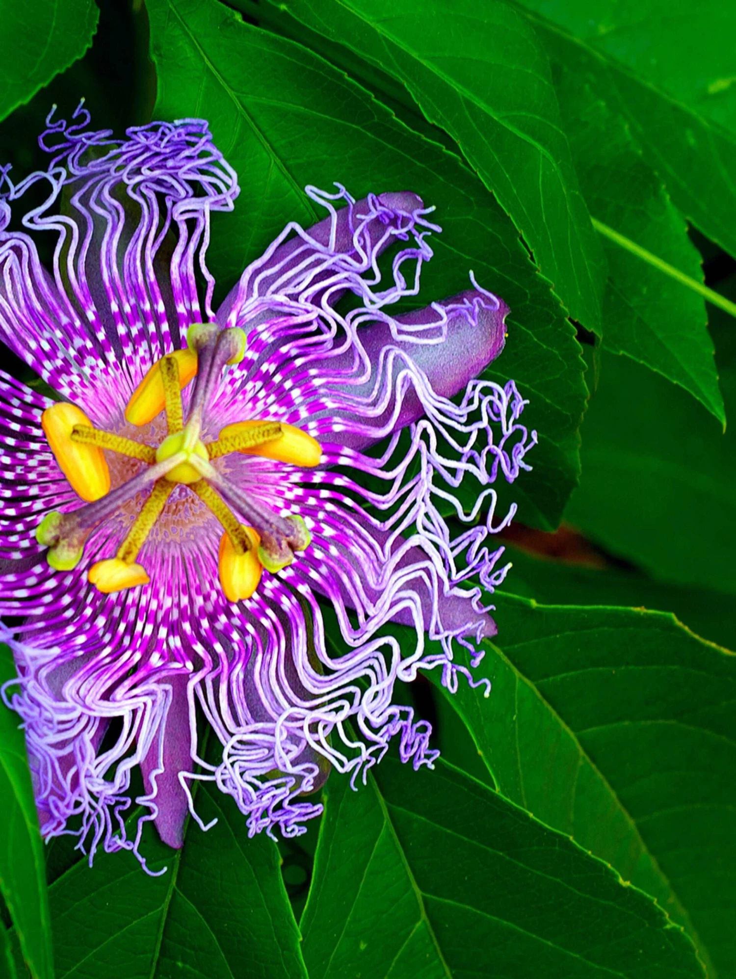 Passiflora PinkPop™ 3 Passiflora PinkPop™