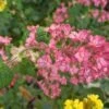 Pokeys Pink Flowering Currant 2 Pokeys Pink Flowering Currant -Orchard Sprout Pokeys