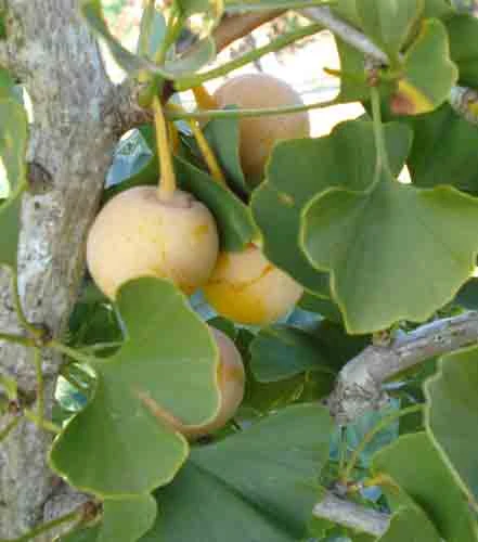 Salem Lady Female Ginkgo 3 Salem Lady Female Ginkgo