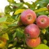 Apple Combo (4 Varieties) 1 Apple Combo (4 Varieties) -Orchard Sprout Shutterstock 1931241200
