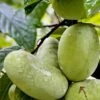Tallahatchie® Paw Paw -Orchard Sprout TallahatchiePawPaw