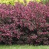 Alpha Wine & Roses® Weigela