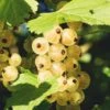 Zitavia Currant 1 Zitavia Currant -Orchard Sprout White Currants Best Varieties Growing Guide Care Problems and Harvest FI