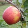 Alkemene Apple