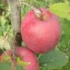 Beni Shogun Apple 1 Beni Shogun Apple -Orchard Sprout a120 beni shogun 1