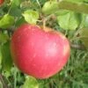 Red Boskoop Apple -Orchard Sprout a161 red boskoop 1