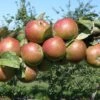 Granniwinkle Cider Apple 2 Granniwinkle Cider Apple -Orchard Sprout a387 granniwinkle p 27