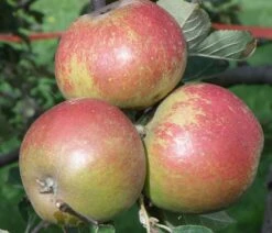 Karmijn De Sonnaville Apple 5 Karmijn De Sonnaville Apple -Orchard Sprout a420 karmijn de sonnaville 1