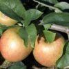Jonagold Apple Tree -Orchard Sprout a460jonagold apples 1