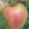 Mott's Pink Apple 1 Mott's Pink Apple -Orchard Sprout a553 mott pink 1