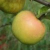 Roxbury Russet Apple -Orchard Sprout a628 roxbury russet 1