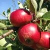 Unbeatable Urban Apple Bundle (3 Trees) 1 Unbeatable Urban Apple Bundle (3 Trees) -Orchard Sprout akane 95979
