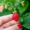 Reine Des Vallees Alpine Strawberry