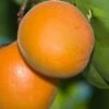 Chinese Sweet Pit Apricot -Orchard Sprout apricots c476 chinese sweet pit