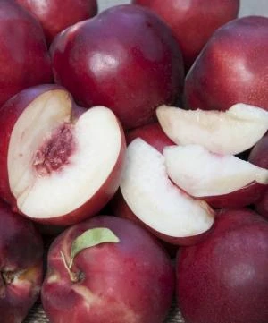 Atomic Red Flowering Nectarine 3 Atomic Red Flowering Nectarine