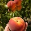 Avalon Pride Peach 2 Avalon Pride Peach -Orchard Sprout avalon pride peach