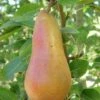 Abbe Fetel European Pear 1 Abbe Fetel European Pear -Orchard Sprout b025 abbe fetel 1