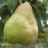 Comice European Pear -Orchard Sprout b080 comice 1