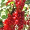 Rovada Red Currant 1 Rovada Red Currant -Orchard Sprout best rovada red currant 1