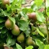 Beurre Super Fin European Pear -Orchard Sprout beurrepear 1