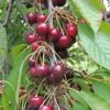 Bing Cherry 2 Bing Cherry -Orchard Sprout bing cherry 1